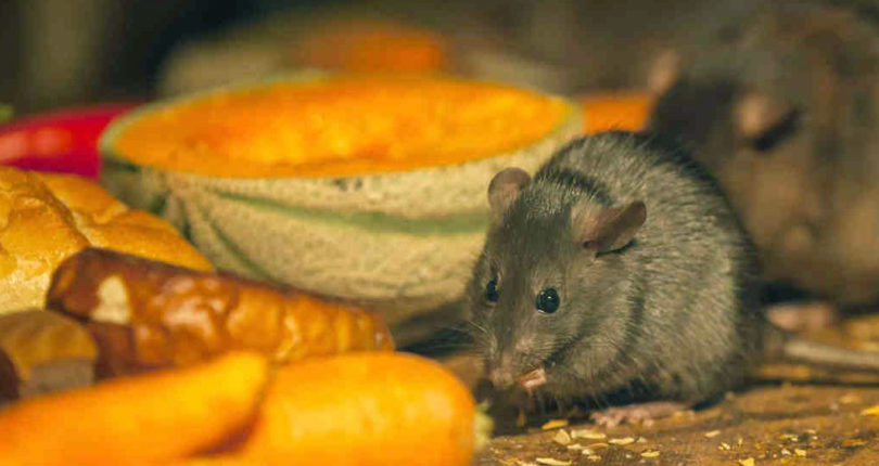 Как защитить дом от мышей и других грызунов в зимний период? - фото